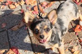 犬好きとうちゃんのブログ、更新しました！