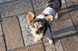 犬好きとうちゃんのブログ、更新しました！