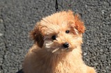 ブログ''犬好きとうちゃんのひとり言''更新しました！